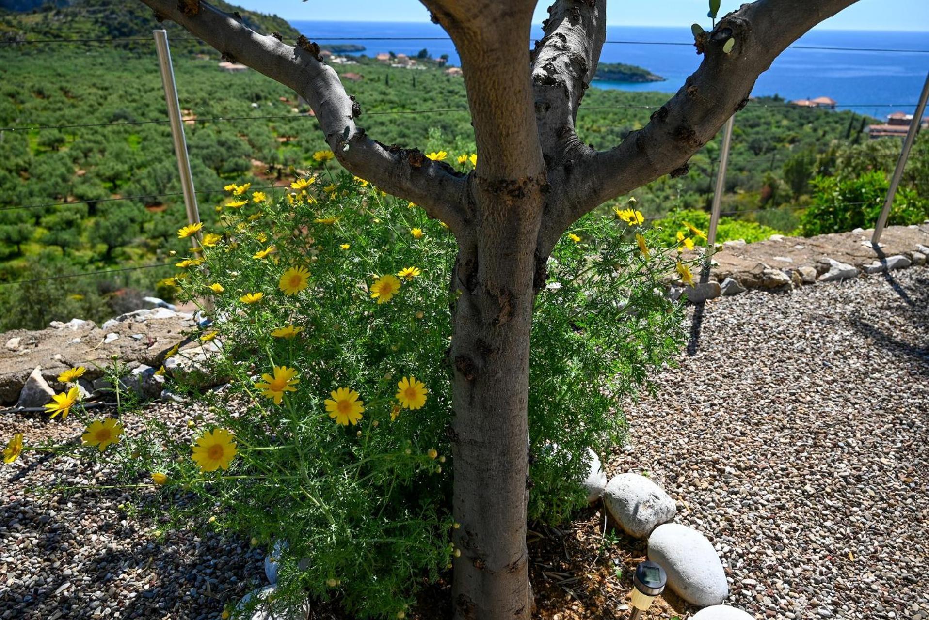 Villa Athina'S Stone House In Kardhamili Exterior foto